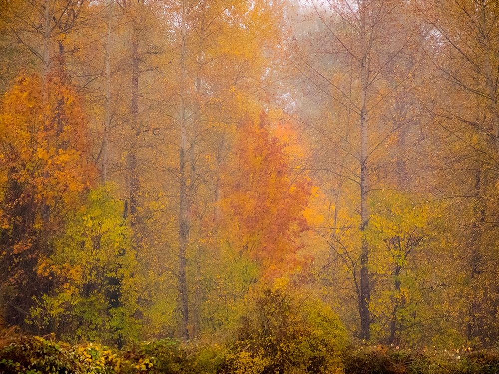 Washington State-Fall City and fall colors in yellows and golds art print by Sylvia Gulin for $57.95 CAD