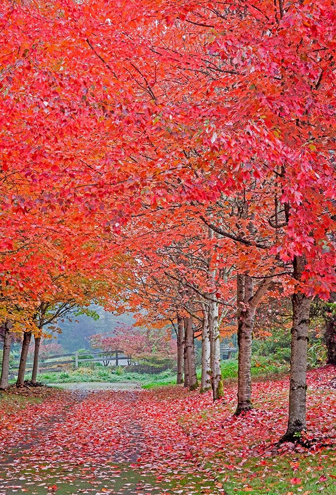 Washington State-Sammamish fall colors on red maple trees lining lane art print by Sylvia Gulin for $57.95 CAD