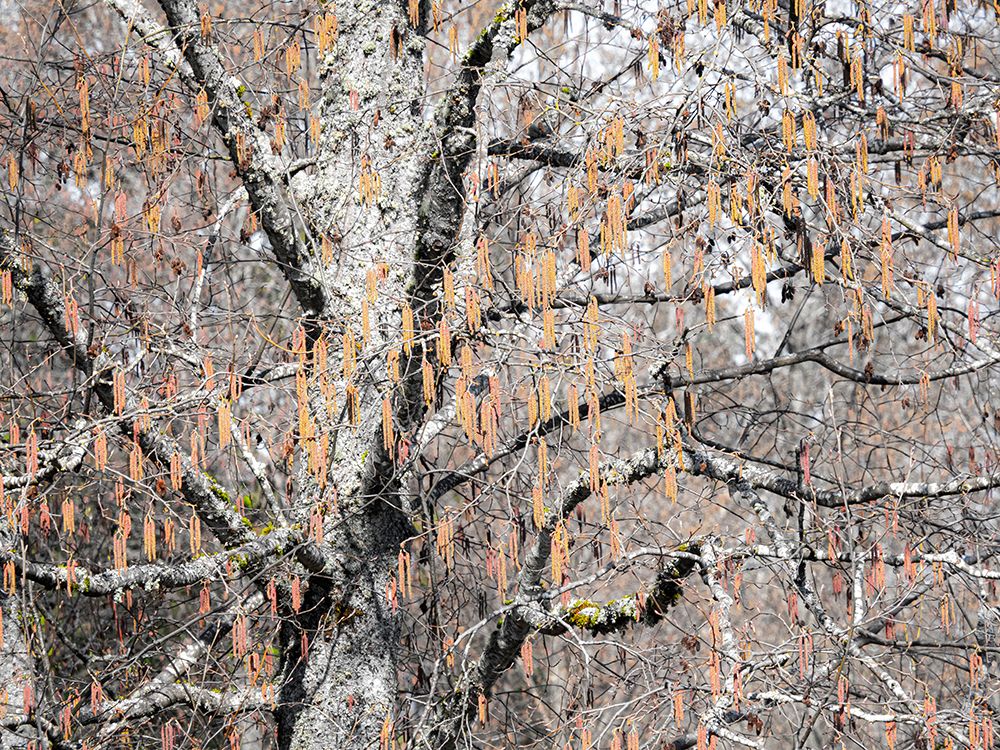 USA-Washington State-Carnation-Pacific Northwest early spring Alder Trees art print by Sylvia Gulin for $57.95 CAD