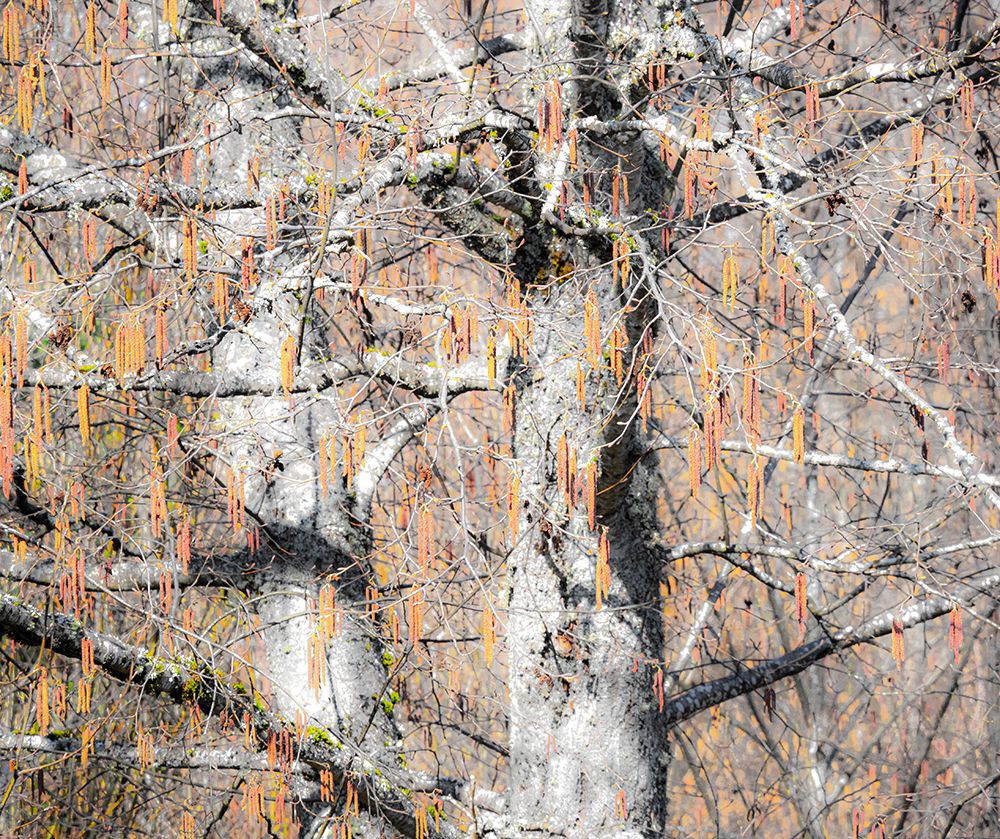 USA-Washington State-Carnation-Pacific Northwest early spring Alder Trees art print by Sylvia Gulin for $57.95 CAD