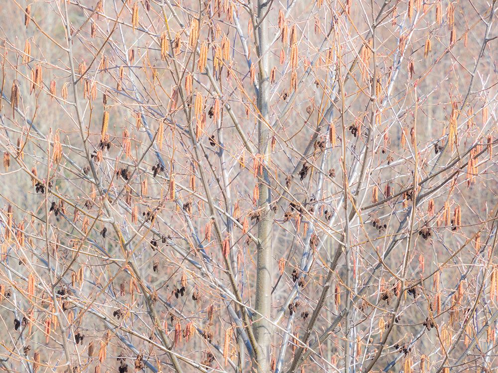 USA-Washington State-Carnation-Pacific Northwest early spring Alder Trees art print by Sylvia Gulin for $57.95 CAD