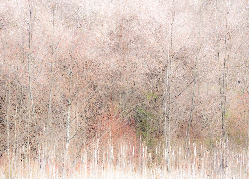 USA-Washington State-Carnation-Pacific Northwest early spring Alder Trees art print by Sylvia Gulin for $57.95 CAD