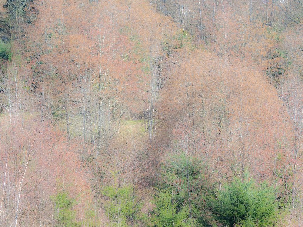 USA-Washington State-Carnation-Pacific Northwest early spring Alder Trees art print by Sylvia Gulin for $57.95 CAD