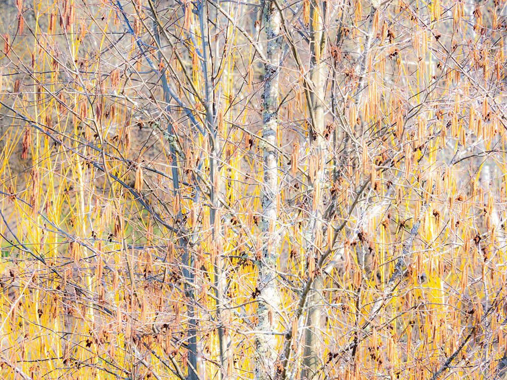 USA-Washington State-Bellevue-Alder tree with lichen and catkins early spring art print by Sylvia Gulin for $57.95 CAD