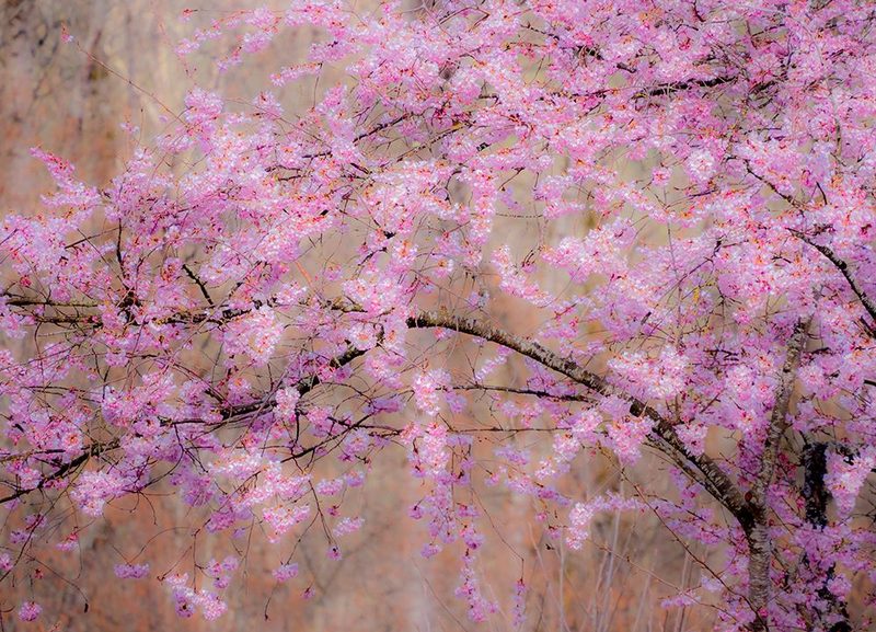 USA-Washington State-Fall City-Springtime cherry trees blooming along Snoqualmie River art print by Sylvia Gulin for $57.95 CAD