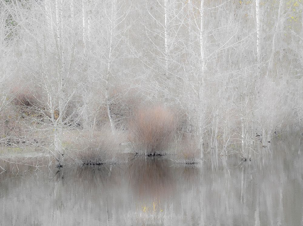 USA-Washington State-Sammamish springtime and alder trees and their reflections in small pond art print by Sylvia Gulin for $57.95 CAD