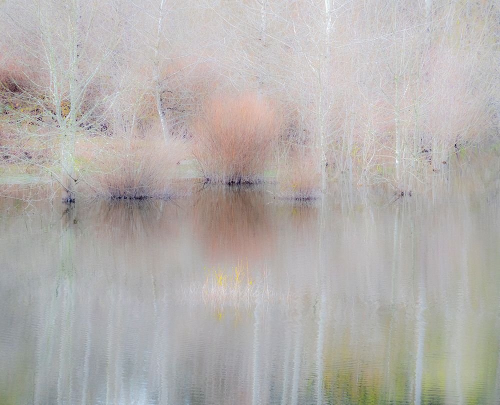 USA-Washington State-Sammamish springtime and alder trees and their reflections in small pond art print by Sylvia Gulin for $57.95 CAD