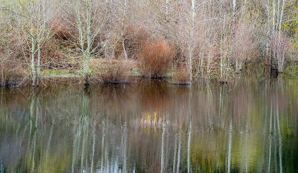 USA-Washington State-Sammamish springtime and alder trees and their reflections in small pond art print by Sylvia Gulin for $57.95 CAD