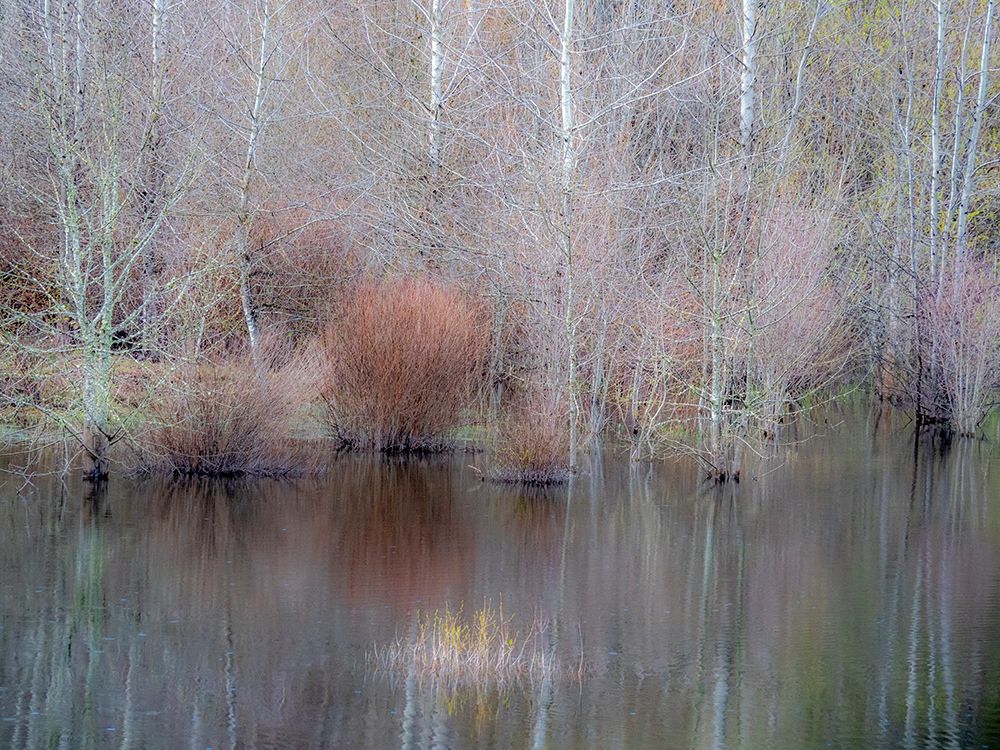 USA-Washington State-Sammamish springtime and alder trees and their reflections in small pond art print by Sylvia Gulin for $57.95 CAD