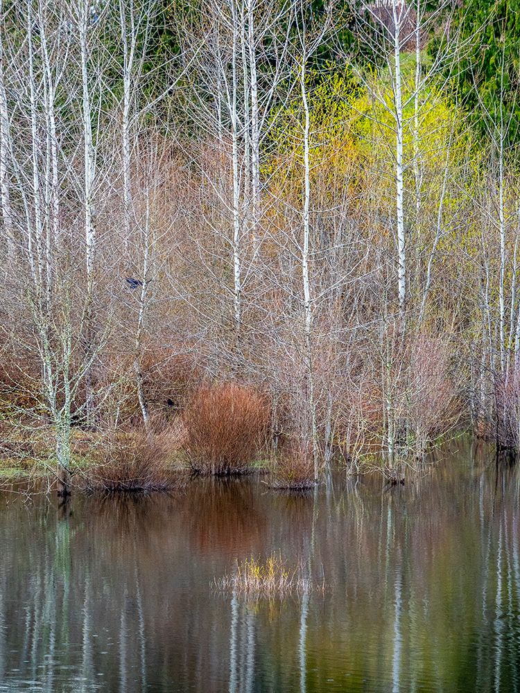 USA-Washington State-Sammamish springtime and alder trees and their reflections in small pond art print by Sylvia Gulin for $57.95 CAD