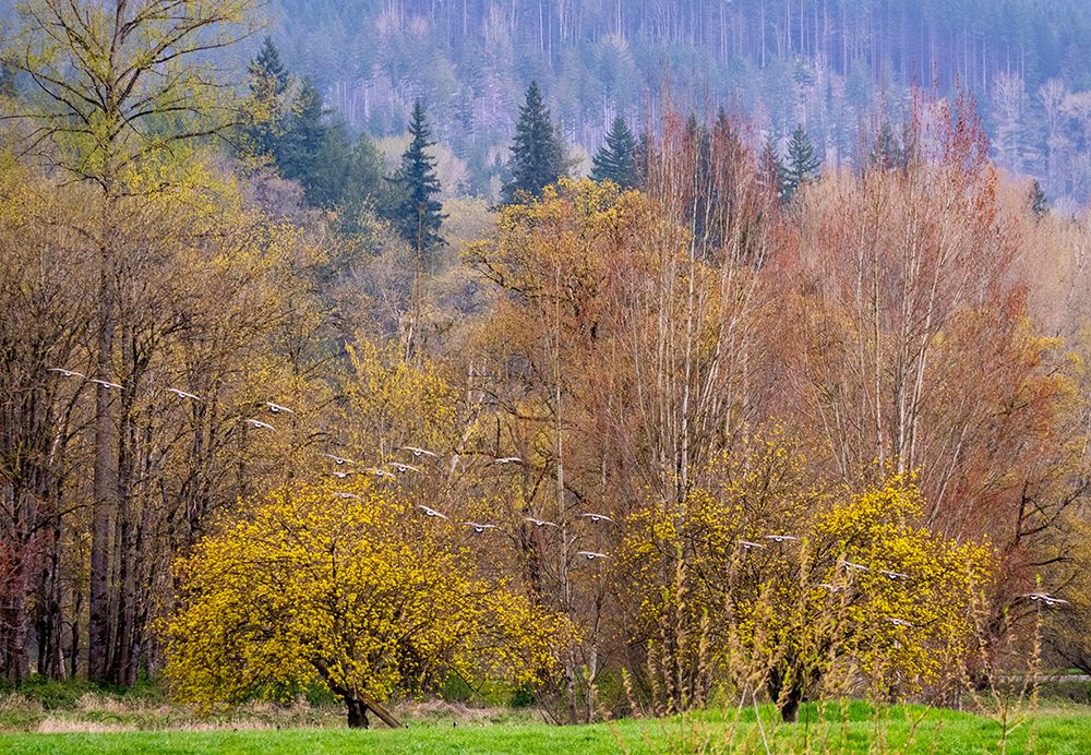 USA-Washington State-Carnation early spring and trees just budding out and Canada Geese art print by Sylvia Gulin for $57.95 CAD