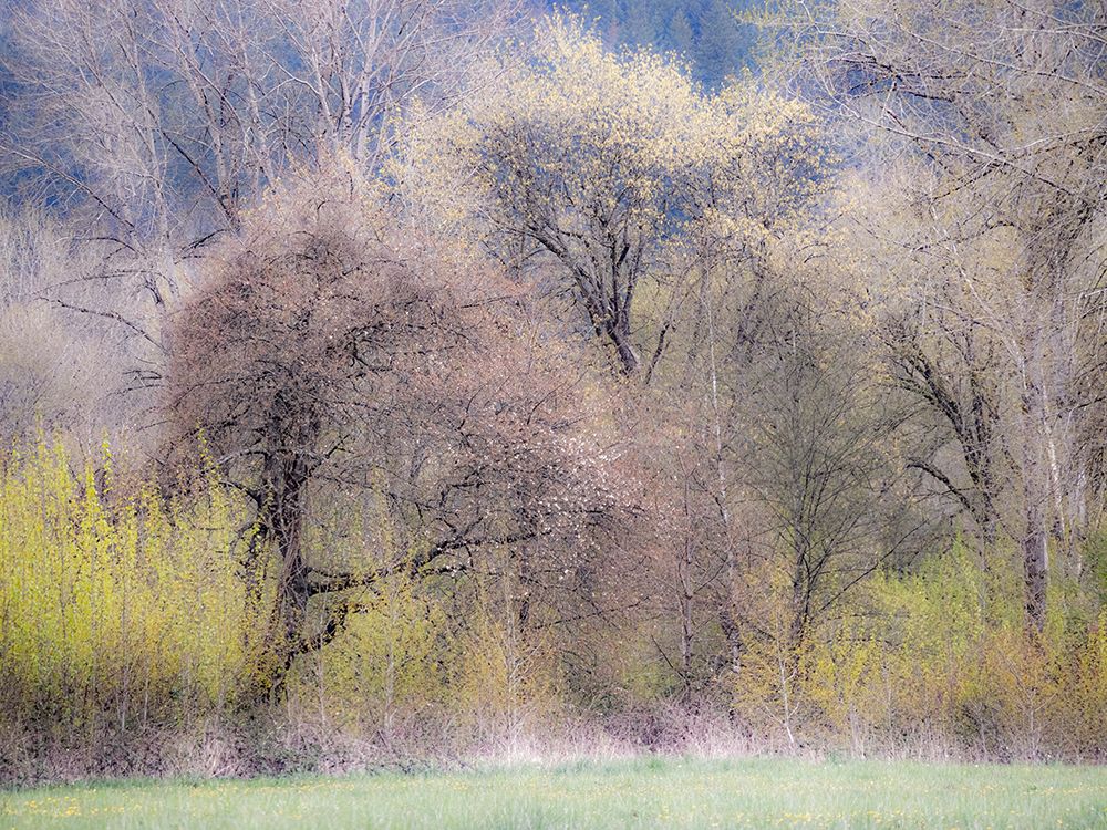 USA-Washington State-Carnation early spring and trees just budding out art print by Sylvia Gulin for $57.95 CAD