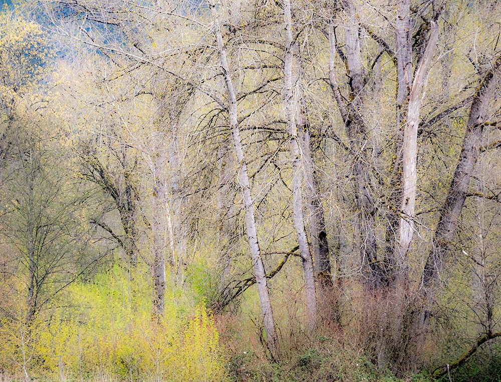 USA-Washington State-Carnation early spring and trees just budding out art print by Sylvia Gulin for $57.95 CAD
