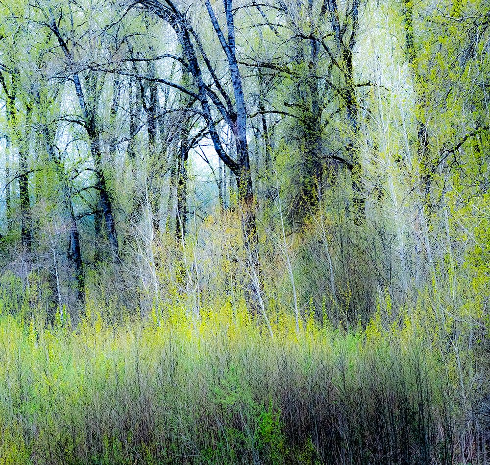 USA-Washington State-Fall City Cottonwoods just budding out in the spring art print by Sylvia Gulin for $57.95 CAD