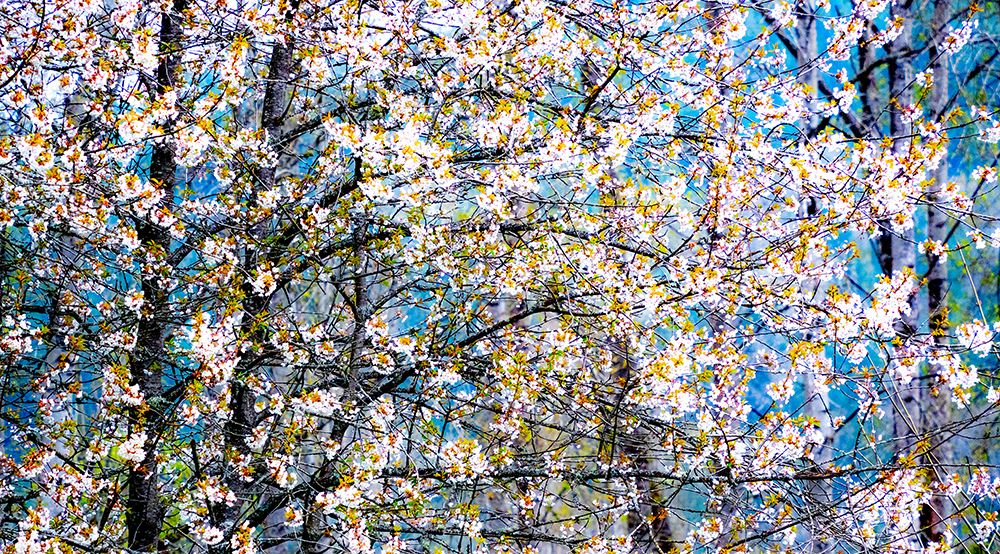 USA-Washington State-Fall City wild cherry springtime blooming art print by Sylvia Gulin for $57.95 CAD