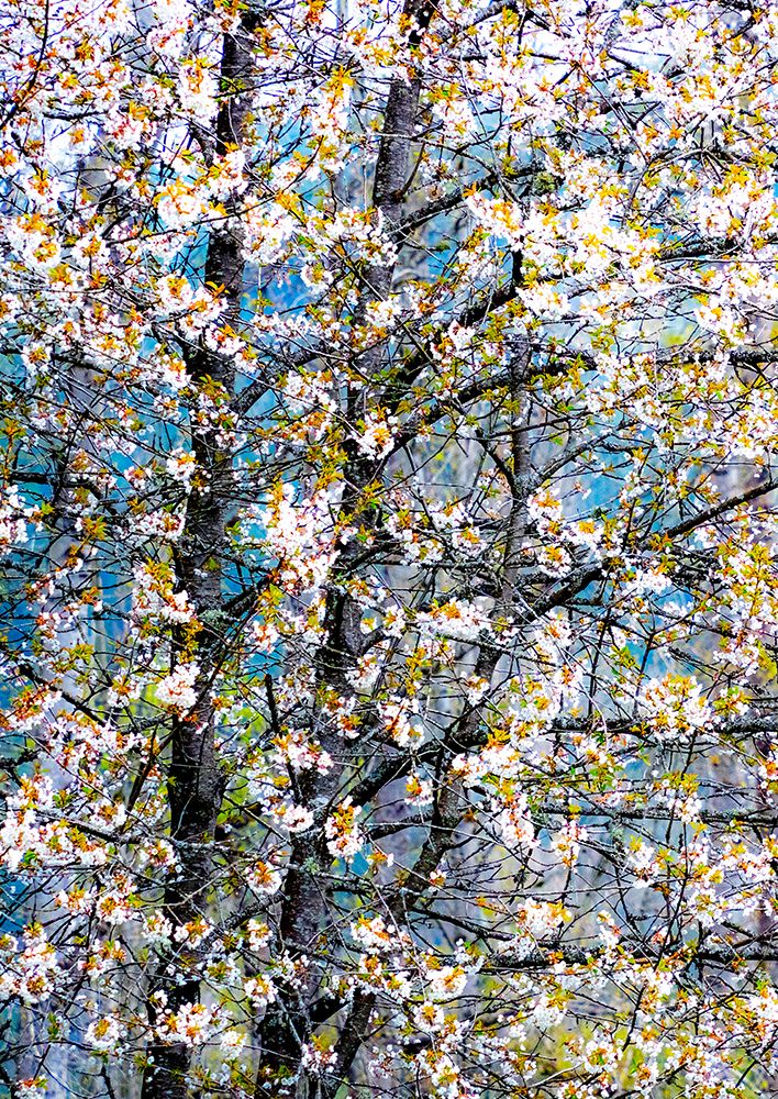 USA-Washington State-Fall City wild cherry springtime blooming art print by Sylvia Gulin for $57.95 CAD