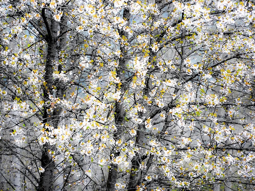 USA-Washington State-Fall City wild cherry springtime blooming art print by Sylvia Gulin for $57.95 CAD