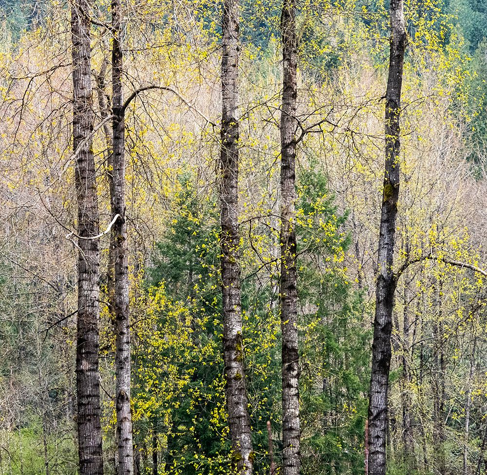 USA-Washington State-Fall City Cottonwoods just budding out in the spring along the Snoqualmie River art print by Sylvia Gulin for $57.95 CAD