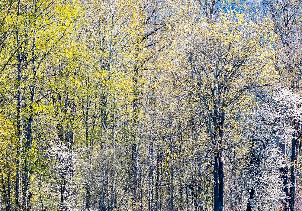 USA-Washington State-Fall City Cottonwoods just budding out in the spring along the Snoqualmie River art print by Sylvia Gulin for $57.95 CAD