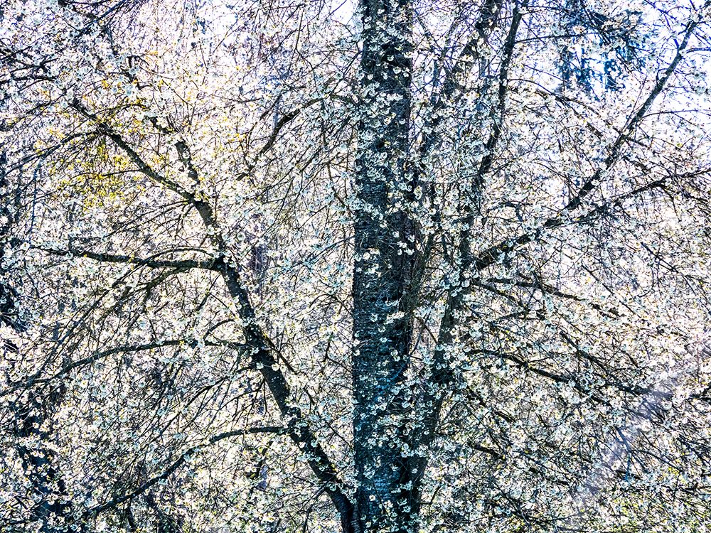 USA-Washington State-Fall City wild cherry springtime blooming art print by Sylvia Gulin for $57.95 CAD