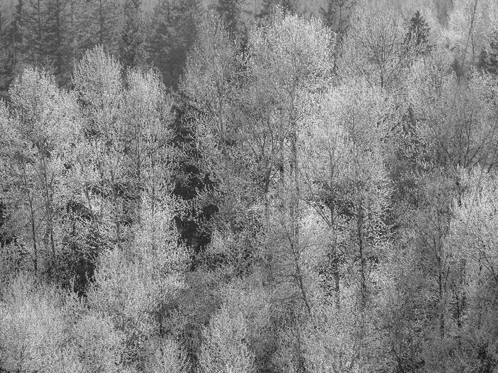 USA-Washington State-Fall City hillside of Cottonwoods just budding out in the spring art print by Sylvia Gulin for $57.95 CAD