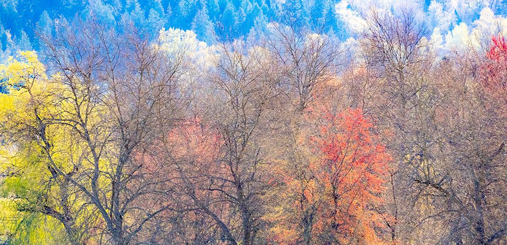 USA-Washington State-Fall City-Pacific Northwest early spring cottonwood art print by Sylvia Gulin for $57.95 CAD