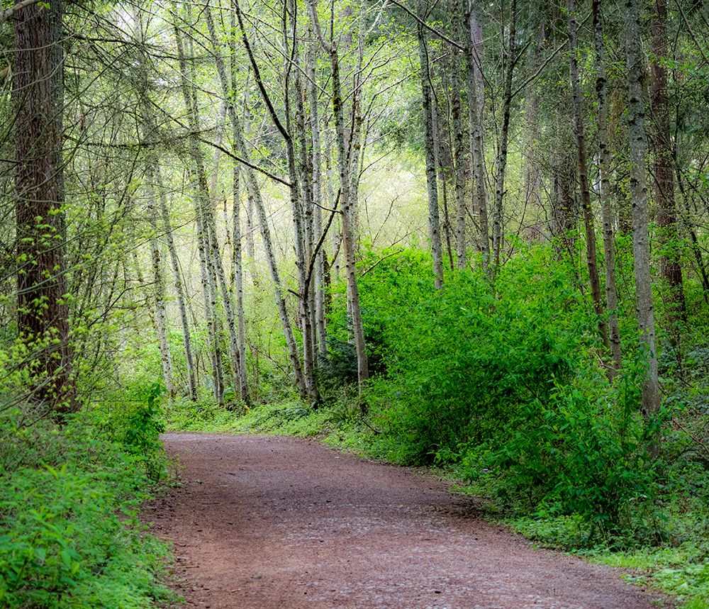 USA-Washington State-Pacific Northwest Sammamish trail along Yellow Lake art print by Sylvia Gulin for $57.95 CAD
