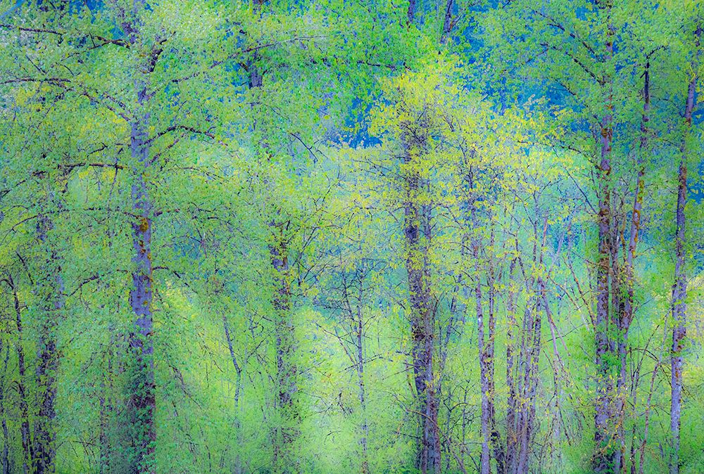 USA-Washington State-Pacific Northwest Preston and just leafing out Cottonwoods art print by Sylvia Gulin for $57.95 CAD