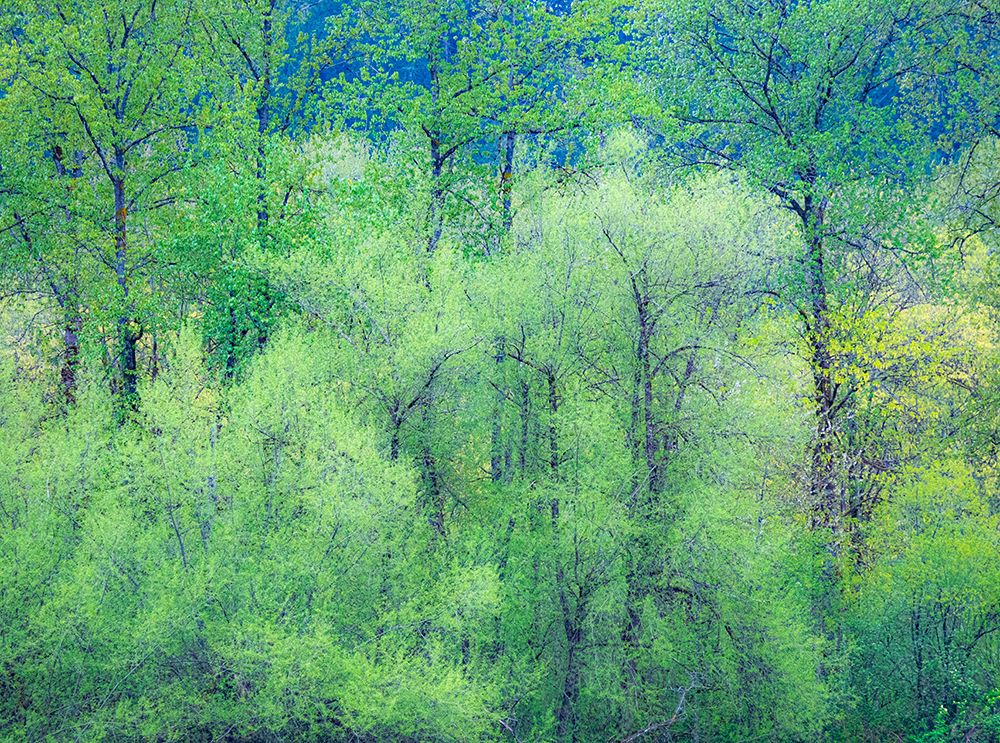 USA-Washington State-Pacific Northwest Preston and just leafing out Cottonwoods art print by Sylvia Gulin for $57.95 CAD