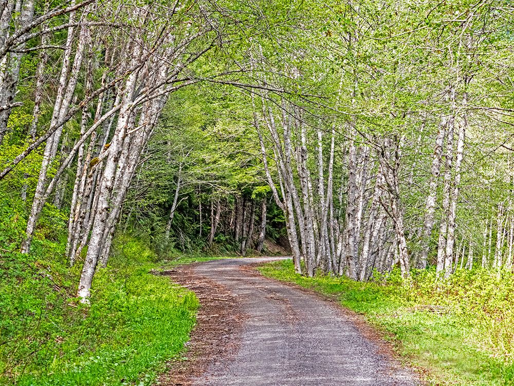 USA-Washington State-Old Cascade Highway off of Highway 2 art print by Sylvia Gulin for $57.95 CAD