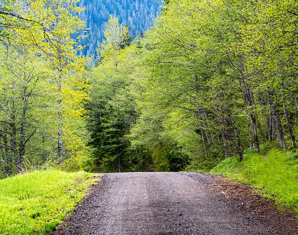 USA-Washington State-Old Cascade Highway off of Highway 2 art print by Sylvia Gulin for $57.95 CAD