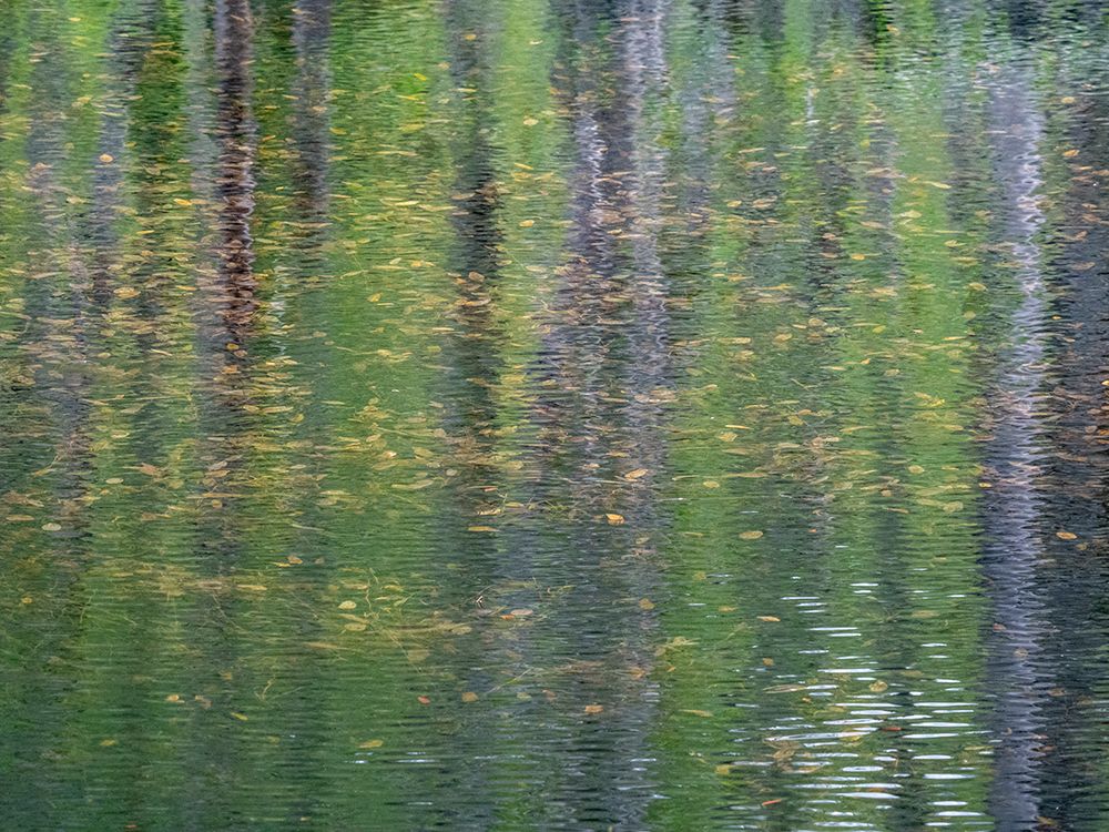 USA-Washington State-Old Cascade Highway off of Highway 2 and pond reflecting alder trees art print by Sylvia Gulin for $57.95 CAD