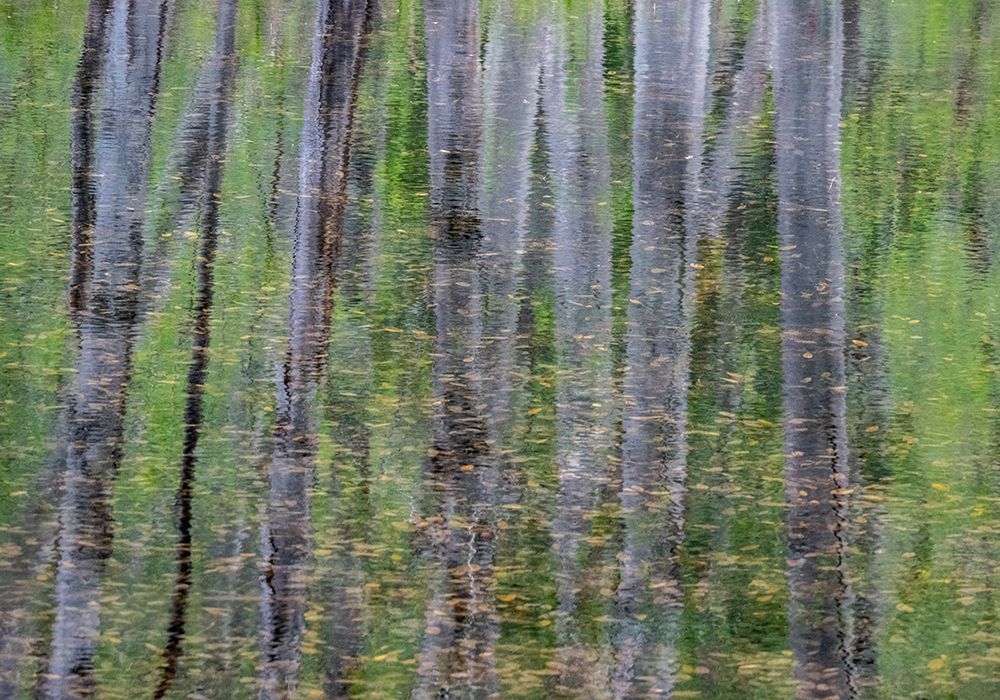 USA-Washington State-Old Cascade Highway off of Highway 2 and pond reflecting alder trees art print by Sylvia Gulin for $57.95 CAD