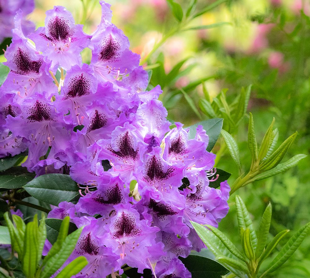 USA-Washington State-Pacific Northwest-Bellevue and the Bellevue Botanical Gardens art print by Sylvia Gulin for $57.95 CAD