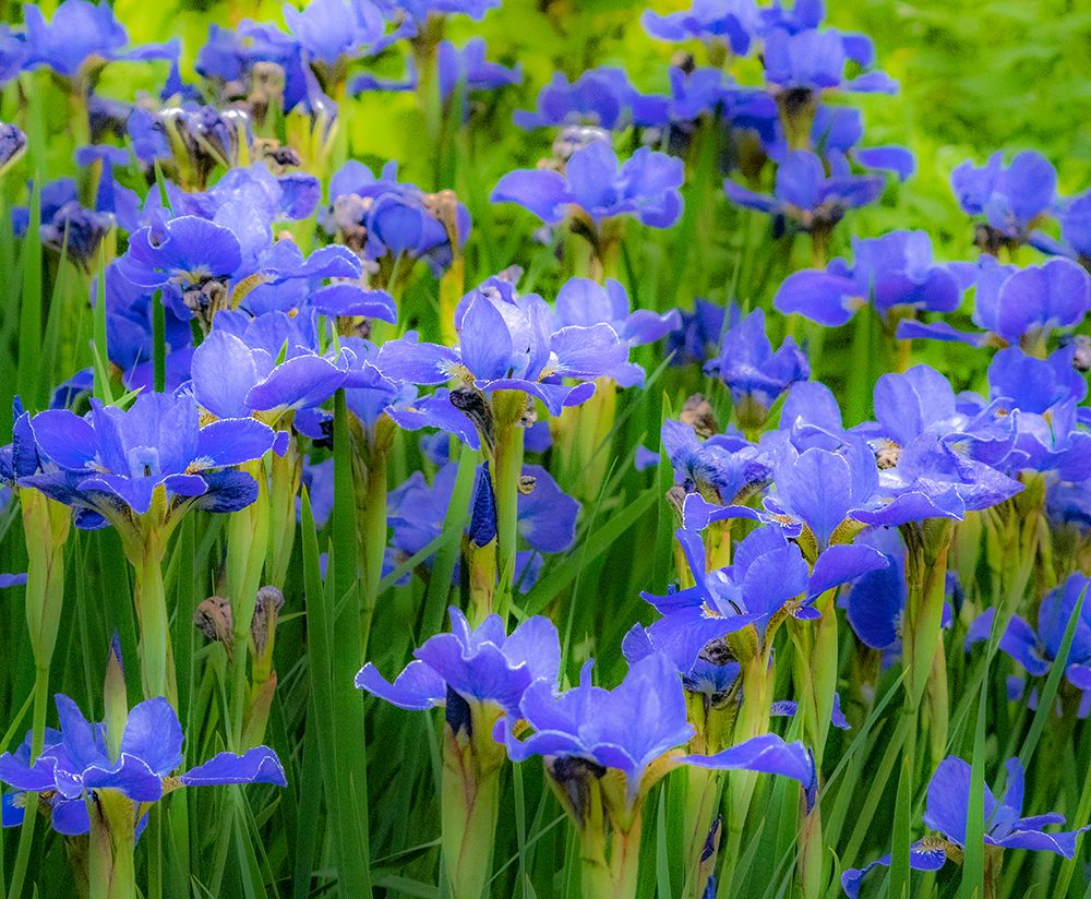 USA-Washington State-Pacific Northwest-Bellevue and the Bellevue Botanical Gardens springtime art print by Sylvia Gulin for $57.95 CAD