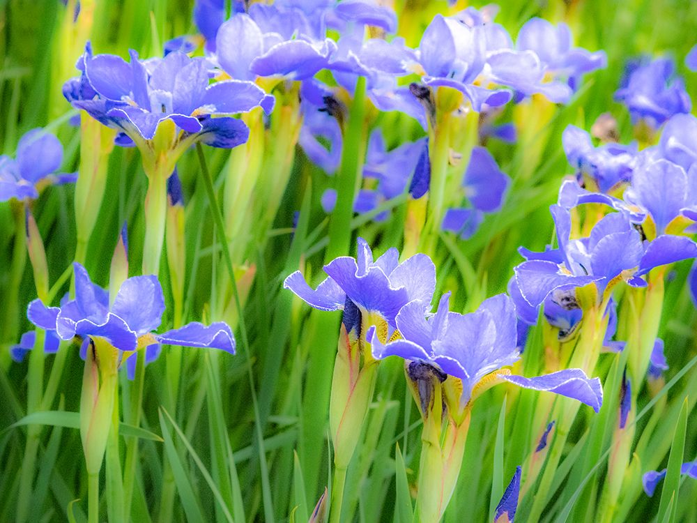 USA-Washington State-Pacific Northwest-Bellevue and the Bellevue Botanical Gardens springtime art print by Sylvia Gulin for $57.95 CAD