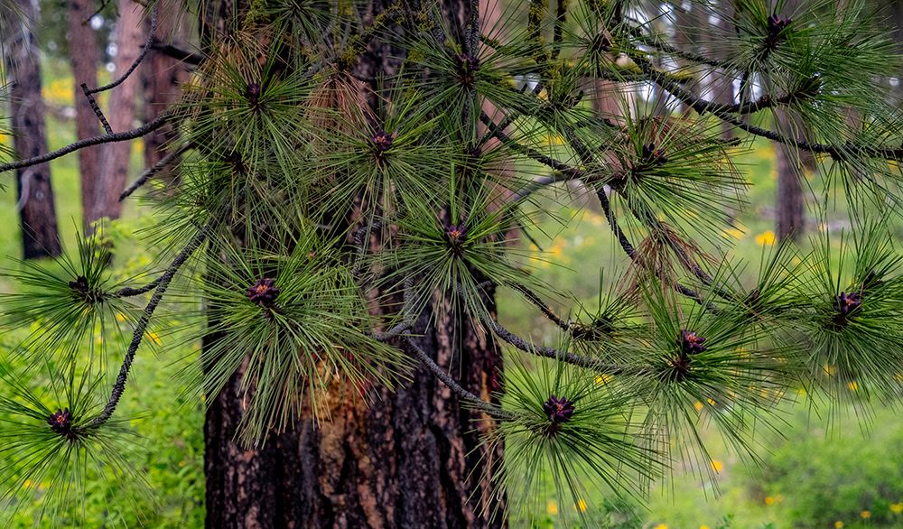 USA-Washington State-Table Mountain eastern Cascade Mountains and Ponderosa Pine art print by Sylvia Gulin for $57.95 CAD
