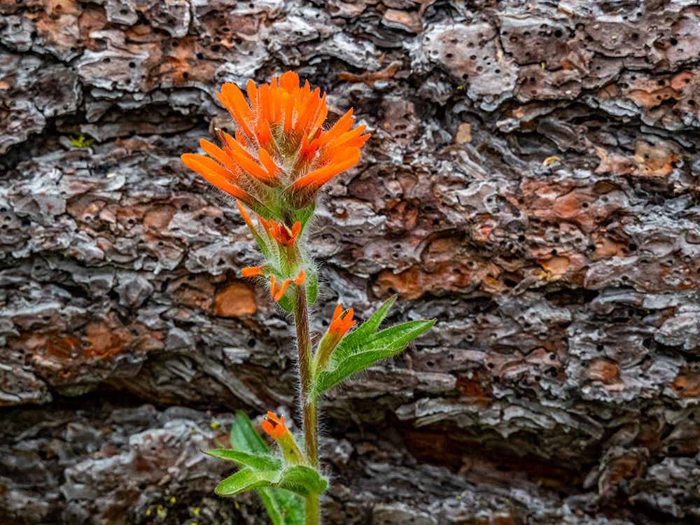 USA-Washington State-Table Mountain eastern Cascade Mountains Indian Paint Brush art print by Sylvia Gulin for $57.95 CAD