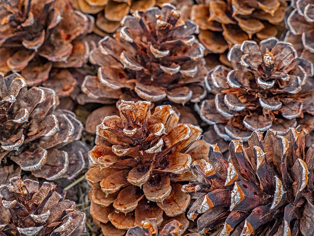 USA-Washington State-Table Mountain eastern Cascade Mountains Ponderosa Pine cones art print by Sylvia Gulin for $57.95 CAD