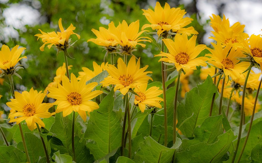 USA-Washington State-Table Mountain eastern Cascade Mountains Balsamroot art print by Sylvia Gulin for $57.95 CAD
