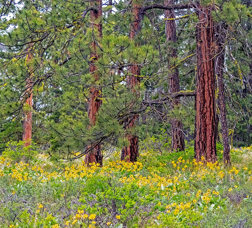 USA-Washington State-Table Mountain eastern Cascade Mountains Balsamroot and Lupine art print by Sylvia Gulin for $57.95 CAD
