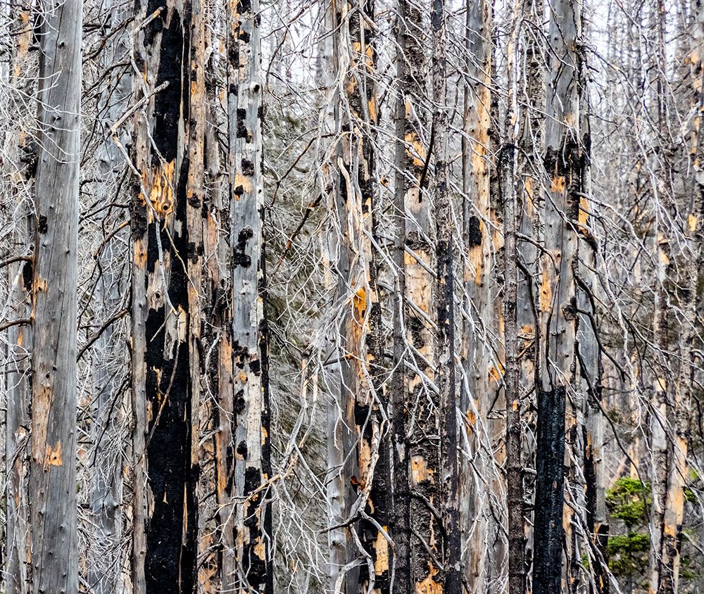 USA-Washington State-Table Mountain eastern Cascade Mountains forest fire effects on forest art print by Sylvia Gulin for $57.95 CAD