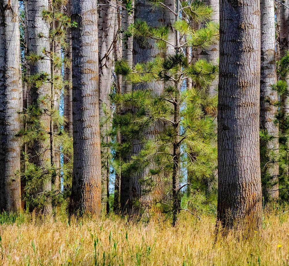 USA-Washington State-Othello grove of trees along Highway 26 art print by Sylvia Gulin for $57.95 CAD