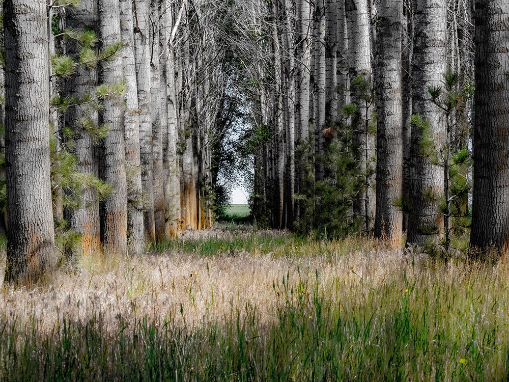 USA-Washington State-Othello grove of trees along Highway 26 art print by Sylvia Gulin for $57.95 CAD