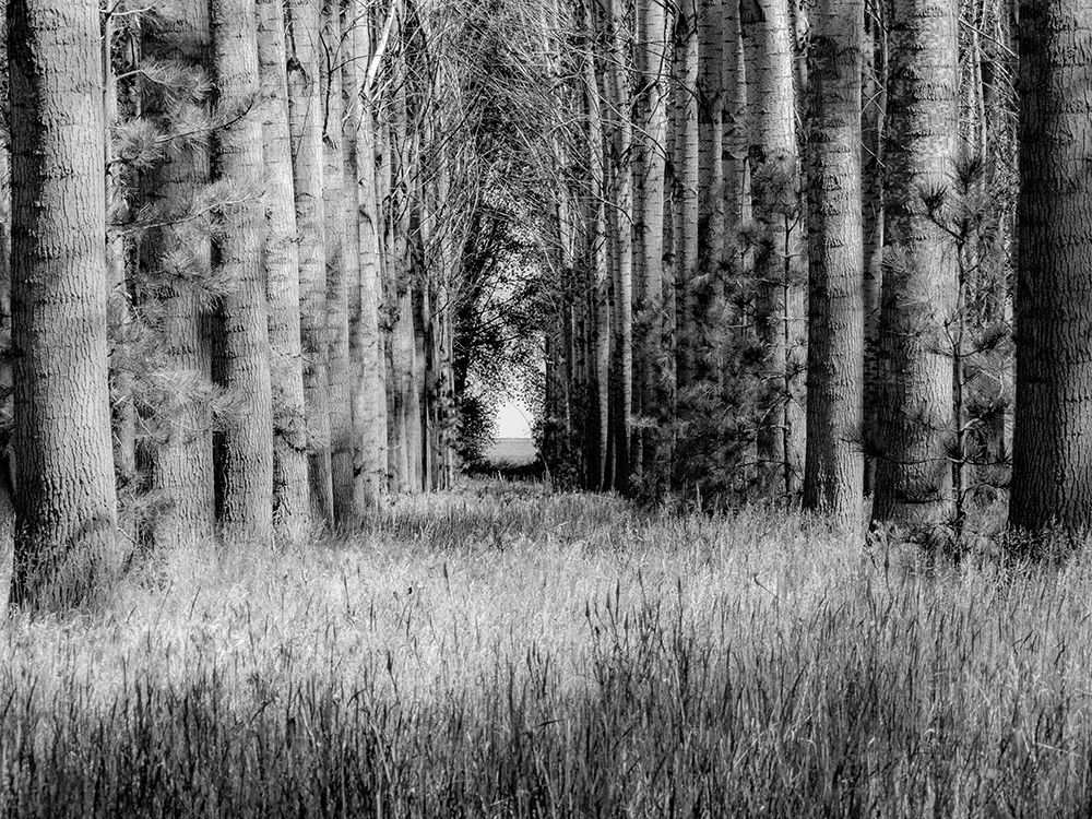 USA-Washington State-Othello grove of trees along Highway 26 art print by Sylvia Gulin for $57.95 CAD