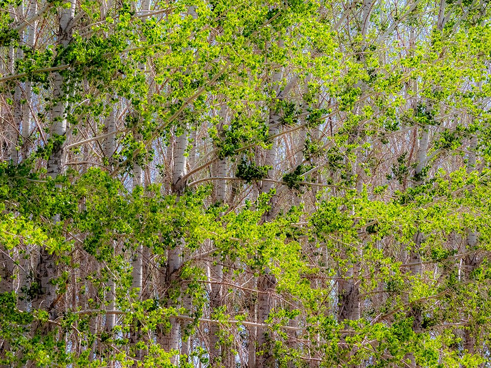 USA-Washington State-Othello grove of trees along Highway 26 art print by Sylvia Gulin for $57.95 CAD