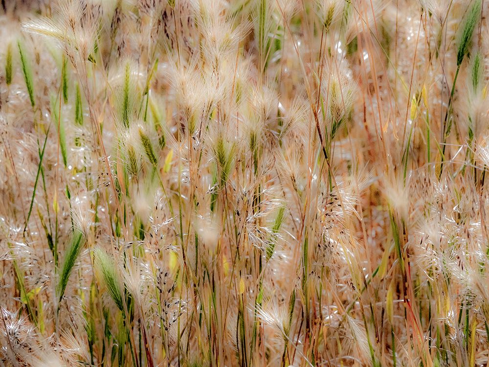 USA-Washington State-Benge Dried grass seed heads art print by Sylvia Gulin for $57.95 CAD