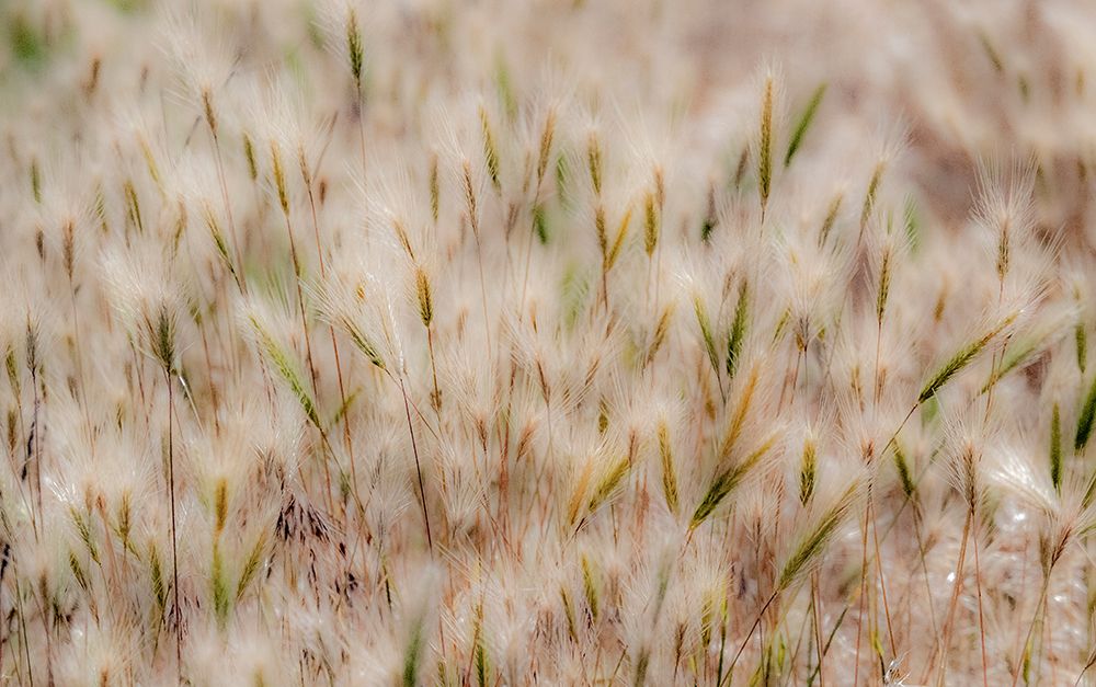 USA-Washington State-Benge Dried grass seed heads art print by Sylvia Gulin for $57.95 CAD