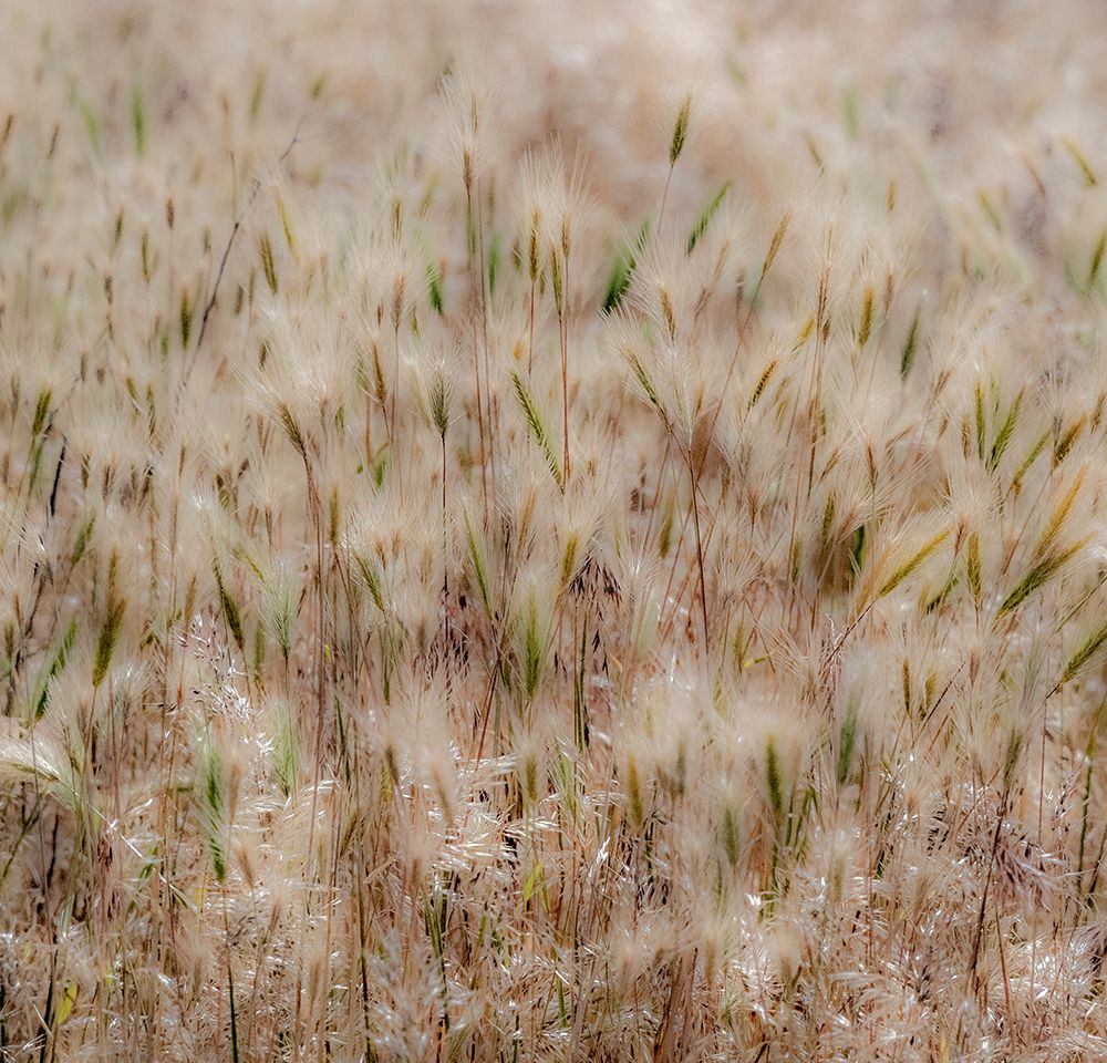 USA-Washington State-Benge Dried grass seed heads art print by Sylvia Gulin for $57.95 CAD
