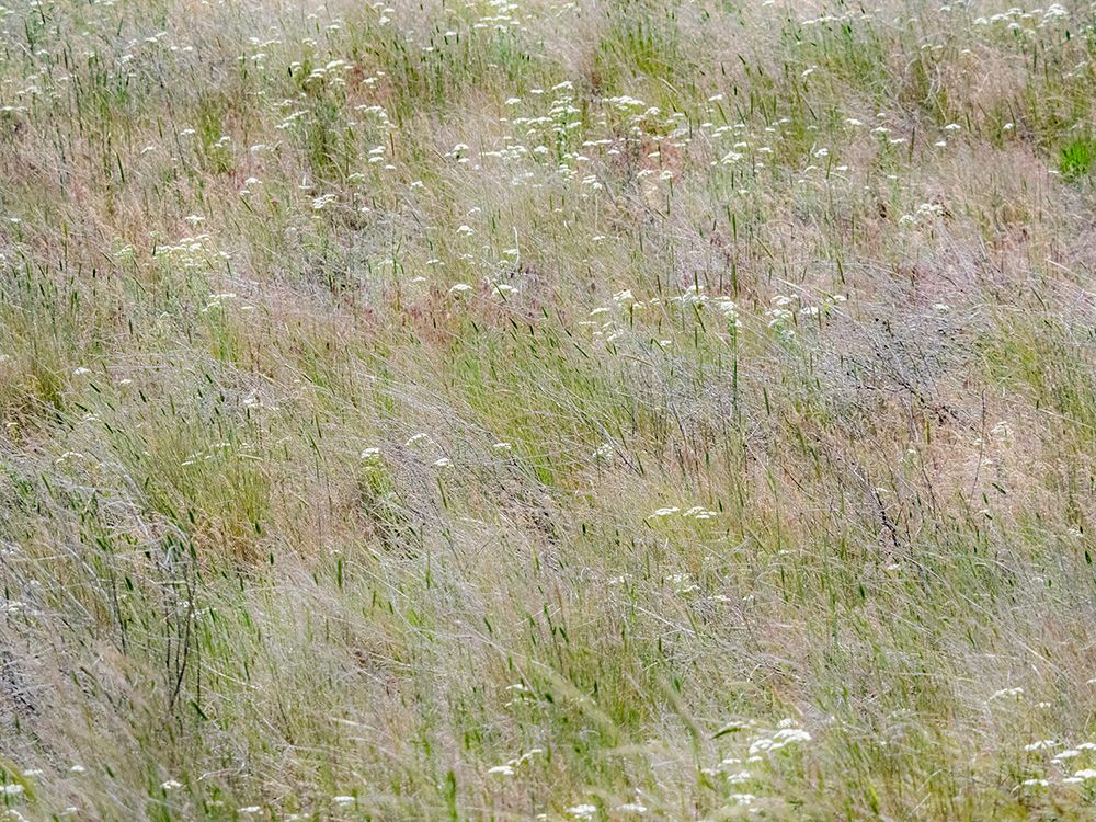 USA-Washington State-Benge Dried grass seed heads art print by Sylvia Gulin for $57.95 CAD